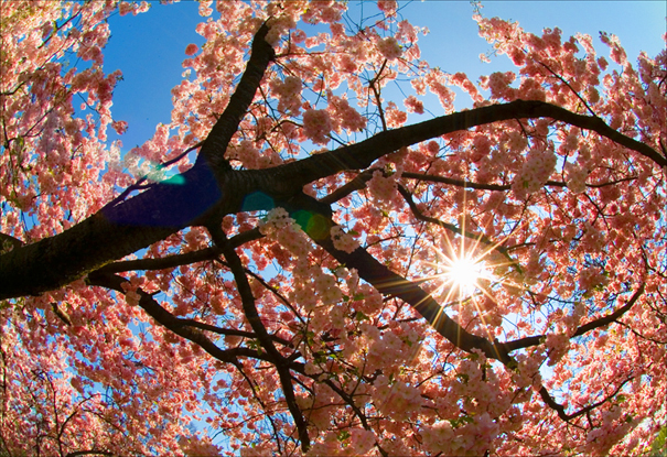 Cherry Blossom Trees Olympia Park Munich Hidden Travel Treasures