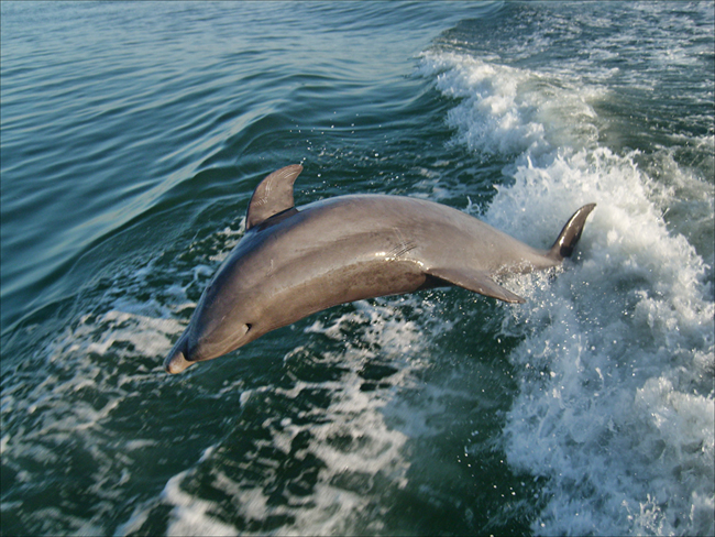 cortez florida