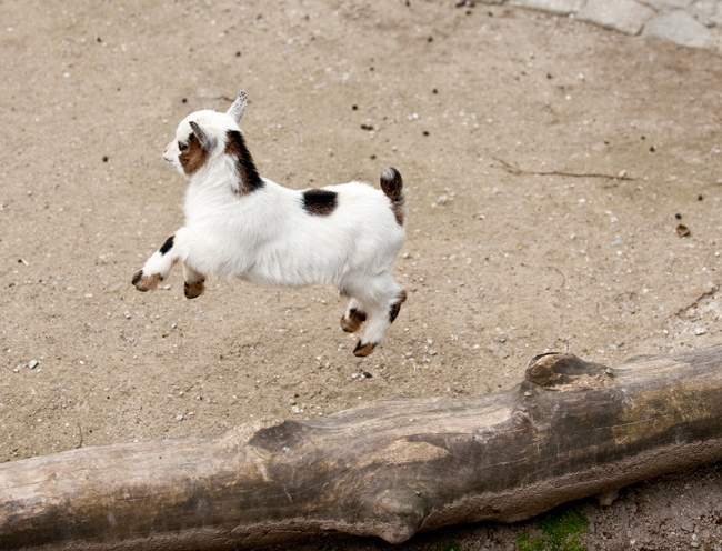 baby pygmy goat jumping