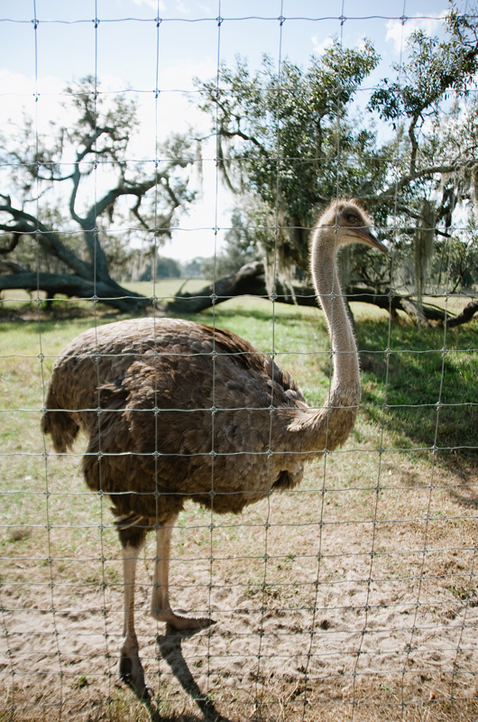 texas safari ranch live giraffe cam