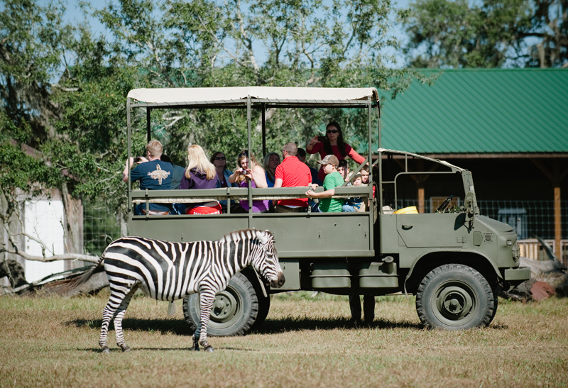 Giraffe Ranch in Florida, Dade City « Hidden Travel