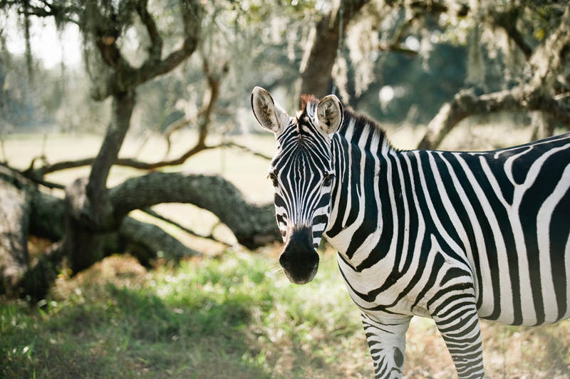 texas safari ranch live giraffe cam