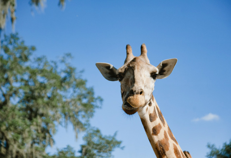 texas safari ranch live giraffe cam